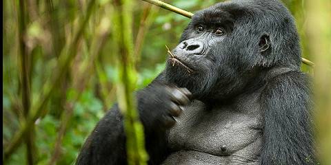 4-Day Mountain Gorilla Trekking Adventure in Rwanda
