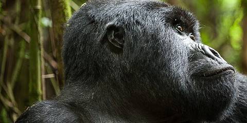 6-Day Nyungwe & Volcanoes National Park Primate Tour