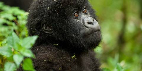 3-Day Rwanda Gorilla Exclusive