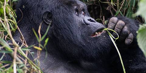 1-Day Volcano National Park Gorilla Trek