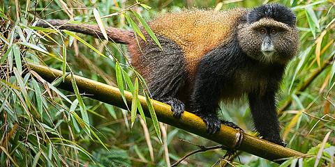 1-Day Golden Monkeys Trek