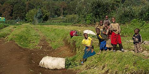Hike Mt Bisoke, Rwanda & Track Gorillas in Uganda