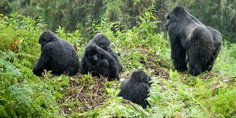 1-Day Gorilla Trekking in Rwanda - Uganda