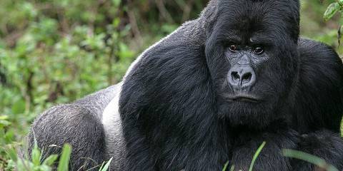 14-Day Gorilla Trekking, Kenya, Tanzania & Beach Holiday