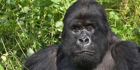 3-Day Gorilla Trekking and Cultrual Experience