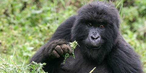 5-Day Rwanda Gorillas, Golden Monkeys and Lake Kivu Tour