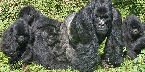 4-Day Rwanda Uganda Golden Monkey &Gorilla Tracking Trip