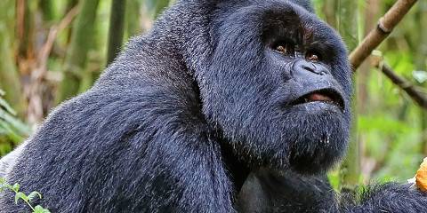 8-Day Rwanda Cultural Trip Experience with Gorillas
