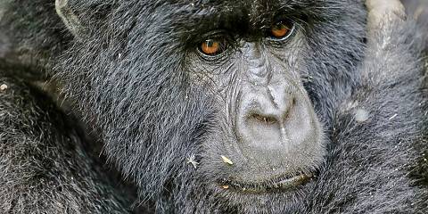 3-Day Rwanda Mountain Gorilla Tracking Safari