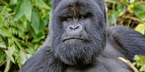 3-Day Rwanda Gorilla Trekking Expedition