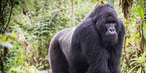 2-Day Mount Bisoke Hike & Mountain Gorillas Adventure