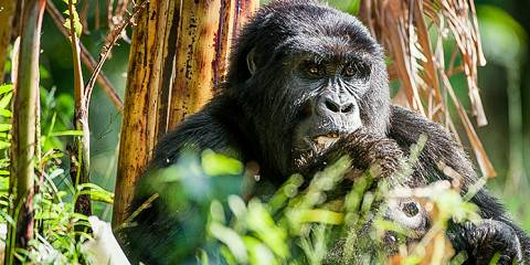 4-Day Gorilla and Golden Monkey Trek