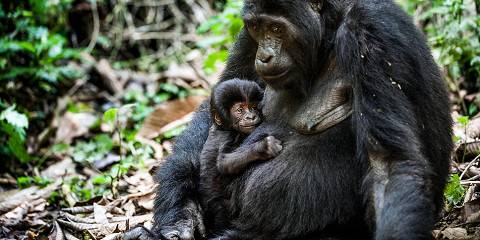 3-Day Uganda Gorilla Tracking from Kigali