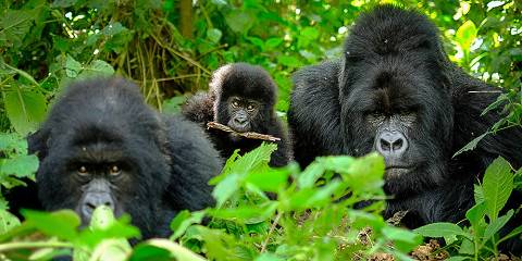 Ultra Luxury Gorilla Trekking & Golden Monkeys