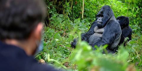 6-Day Rwanda Akagera Safari and Gorilla Trekking Tour