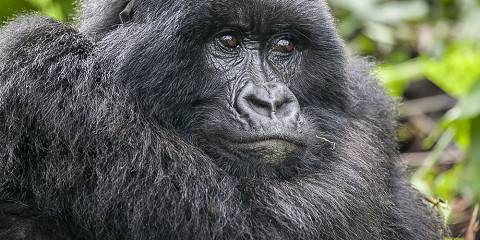 Rwanda Primates Safari Experience