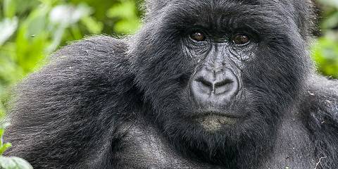 Rwanda Gorilla Trekking Adventure