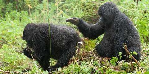 Uganda-Rwanda Gorilla Budget Safari