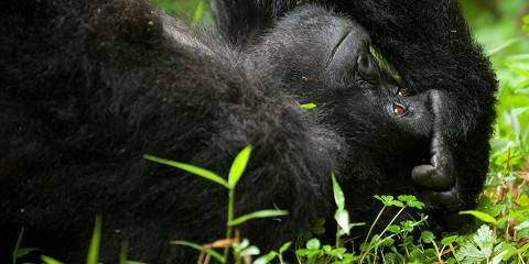 5-Day Uganda Wildlife Safari and Gorilla Trekking
