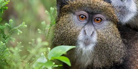 Best of Uganda and Rwanda Wildlife Tour