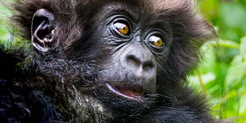 Rwanda Gorillas & Golden Monkey Trekking Volcanoes