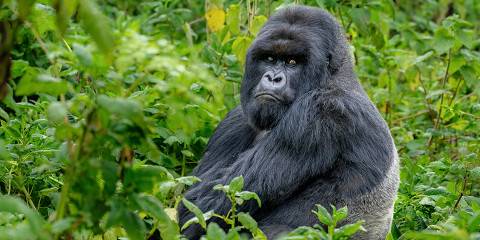 Gorilla Trekking Rwanda