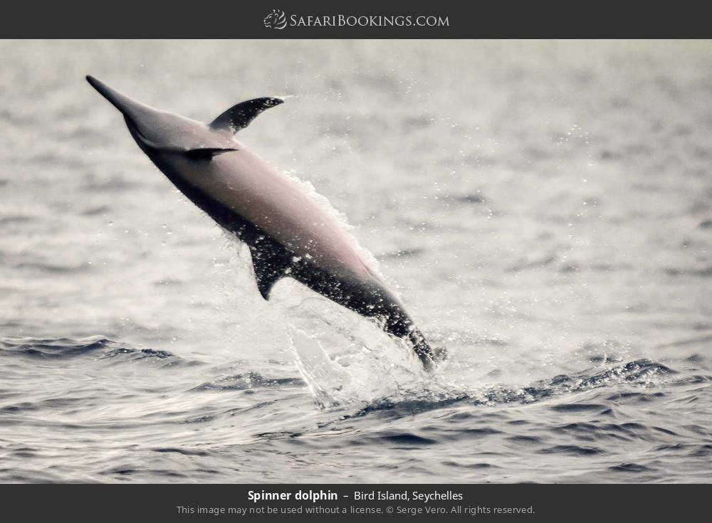 Spinner dolphin in Bird Island, Seychelles