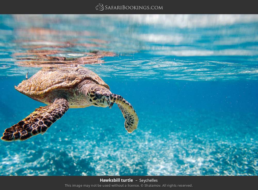 Hawksbill turtle