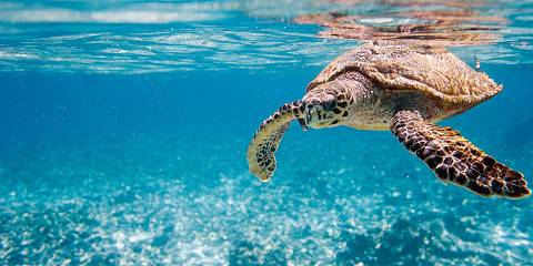 13-Day South Africa & Seychelles Honeymoon Tour