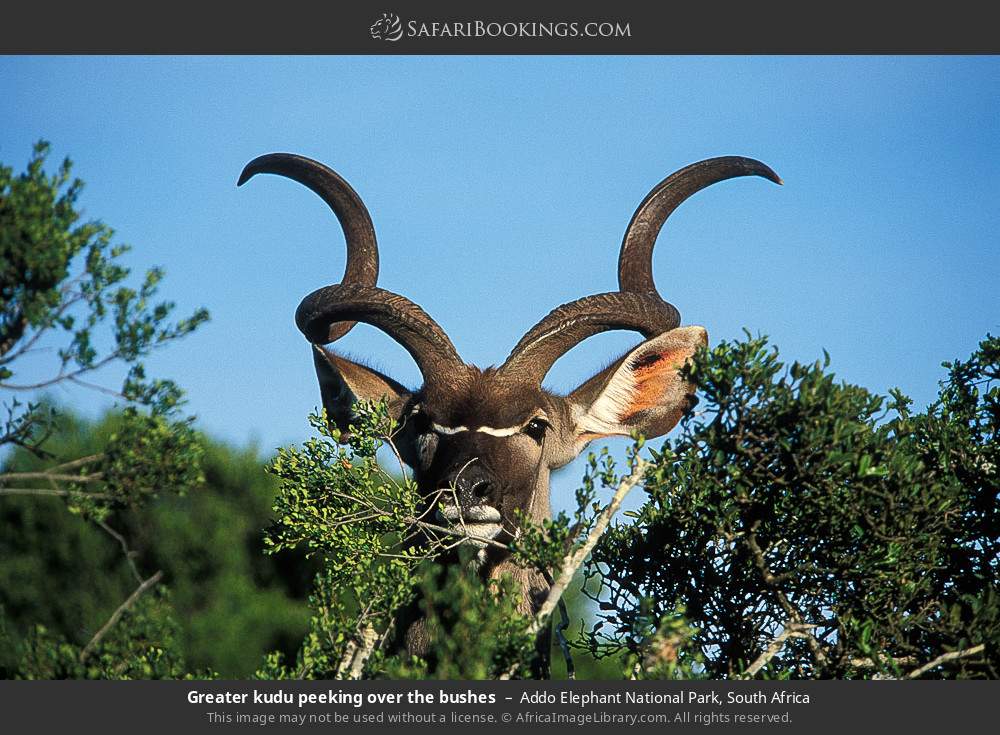 Greater kudu peeking over the bushes in Addo Elephant National Park, South Africa