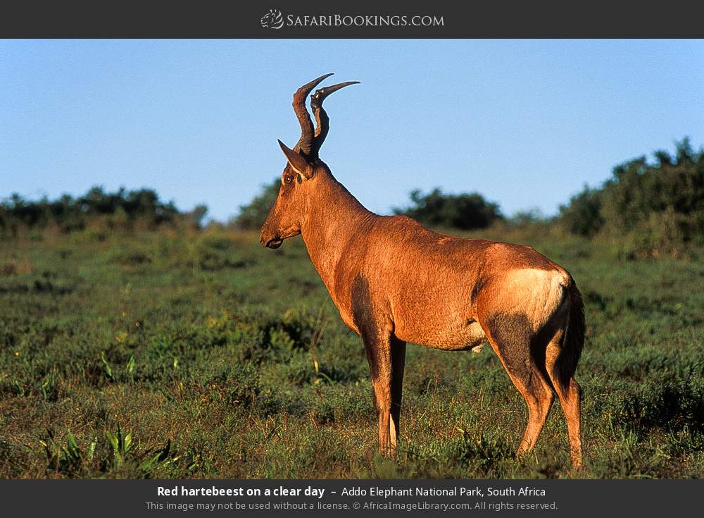 Red hartebeest in Addo Elephant National Park, South Africa