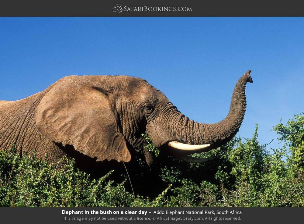 Elephant in the bush on a clear day in Addo Elephant National Park, South Africa