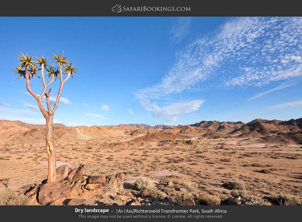 Dry landscape with quiver tree in |Ai-|Ais/Richtersveld Transfrontier Park, South Africa