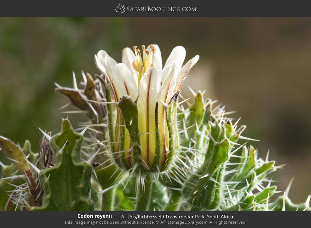 Codon royenii in |Ai-|Ais/Richtersveld Transfrontier Park, South Africa