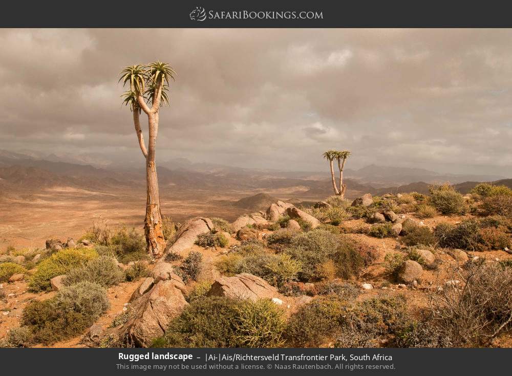 Rugged landscape with quiver trees in |Ai-|Ais/Richtersveld Transfrontier Park, South Africa