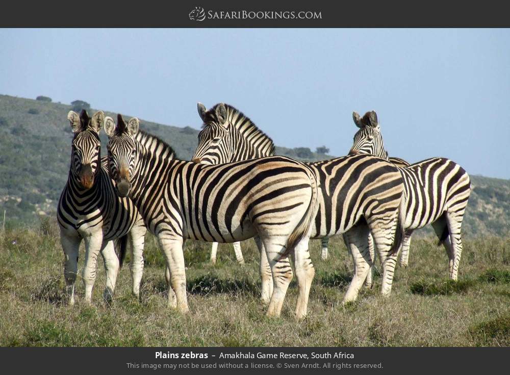 Plains zebras in Amakhala Game Reserve, South Africa
