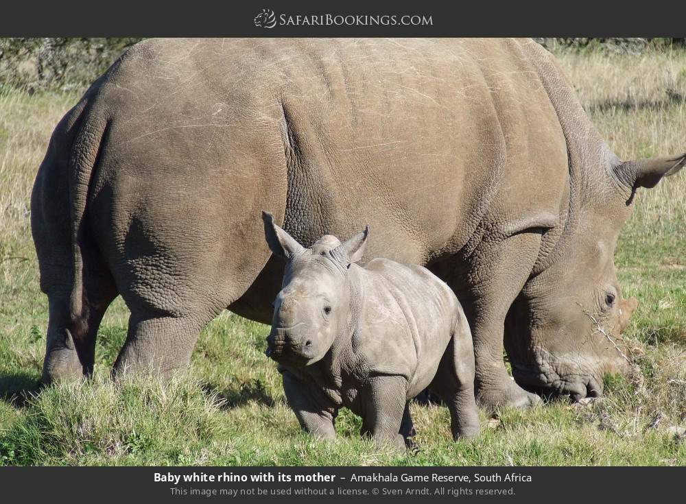 Baby white rhino with its mother in Amakhala Game Reserve, South Africa