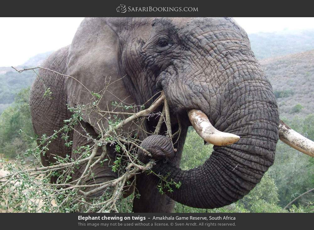 Elephant chewing on twigs in Amakhala Game Reserve, South Africa