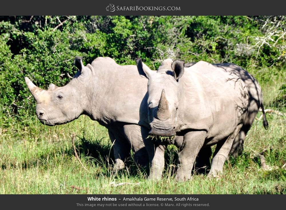 White rhinos in Amakhala Game Reserve, South Africa