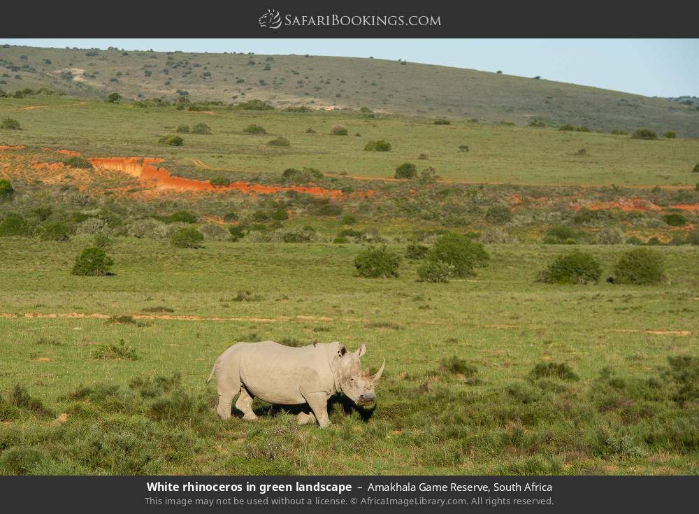 White rhinoceros in green landscape in Amakhala Game Reserve, South Africa