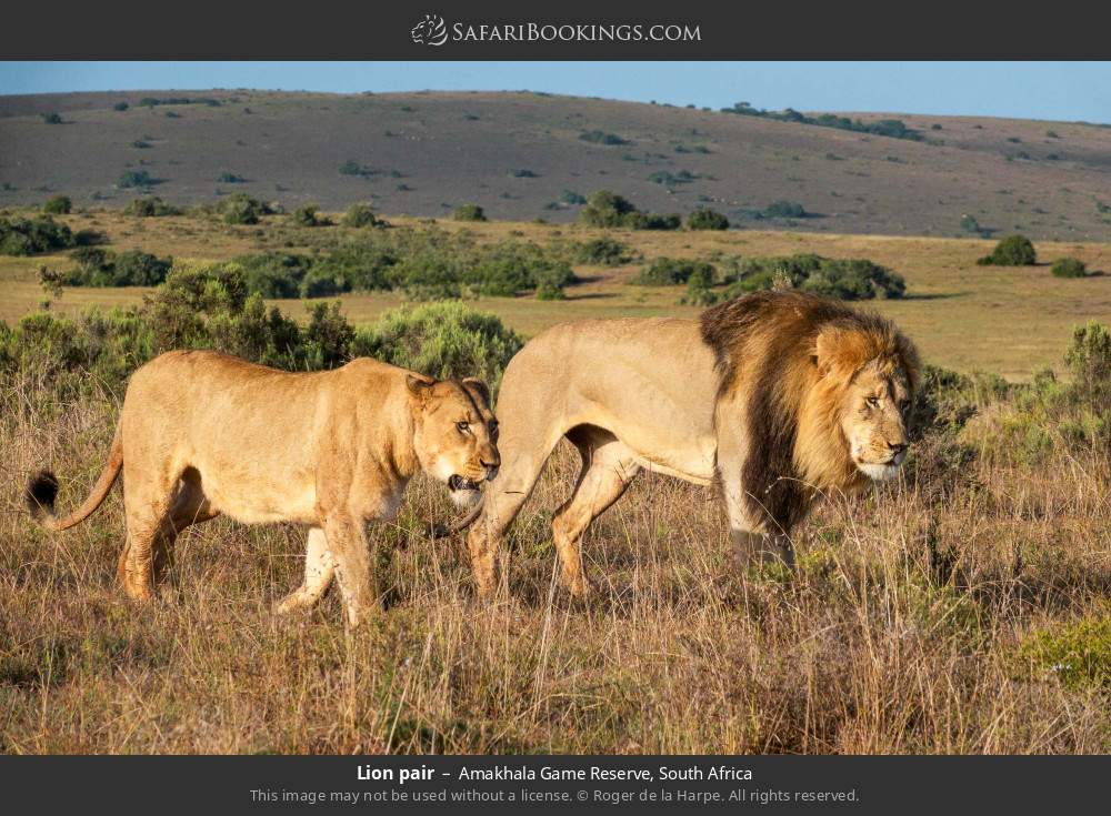Lion pair in Amakhala Game Reserve, South Africa