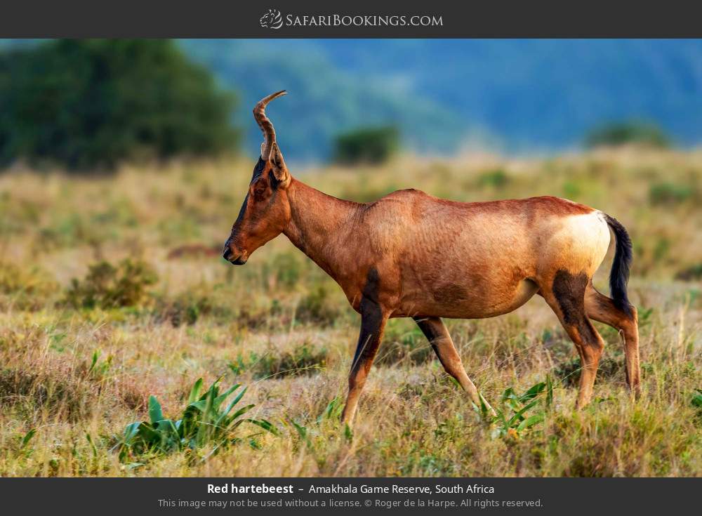 Red hartebeest in Amakhala Game Reserve, South Africa