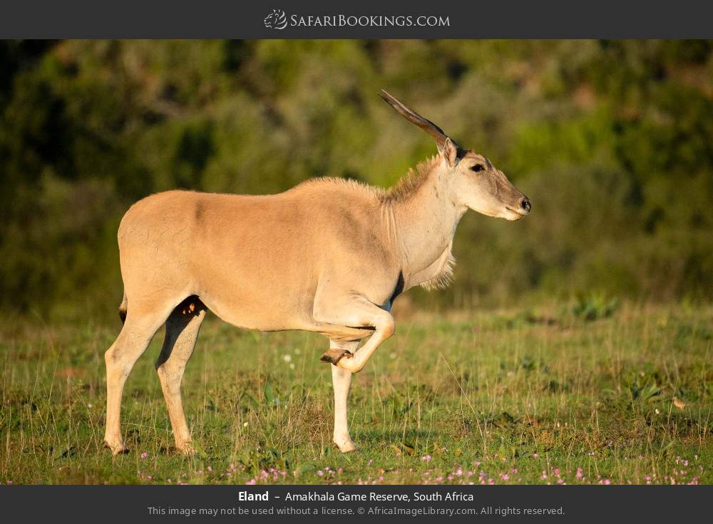 Eland in Amakhala Game Reserve, South Africa