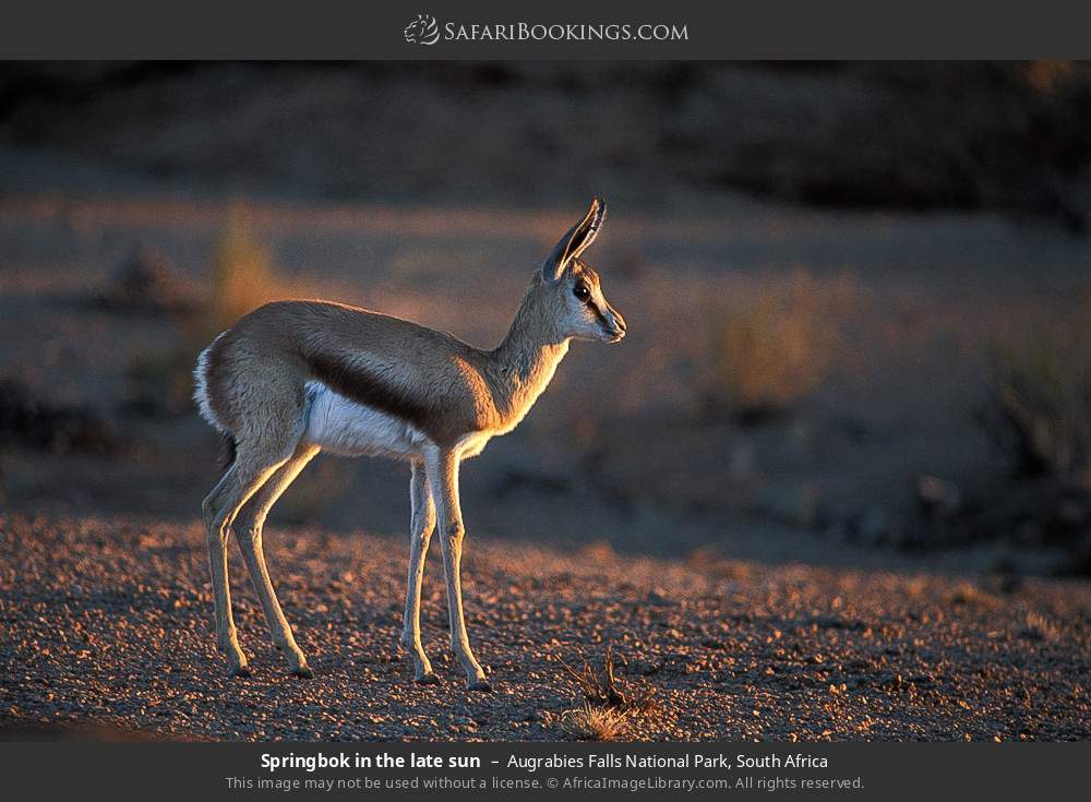 Springbok in the late sun in Augrabies Falls National Park, South Africa