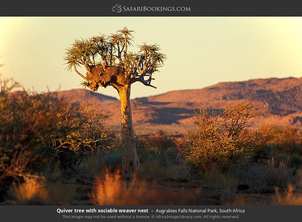 Quiver tree with sociable weaver nest in Augrabies Falls National Park, South Africa