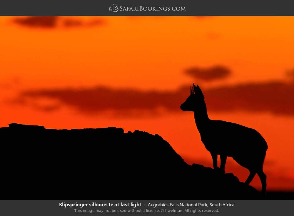 Klipspringer silhouette at last light in Augrabies Falls National Park, South Africa