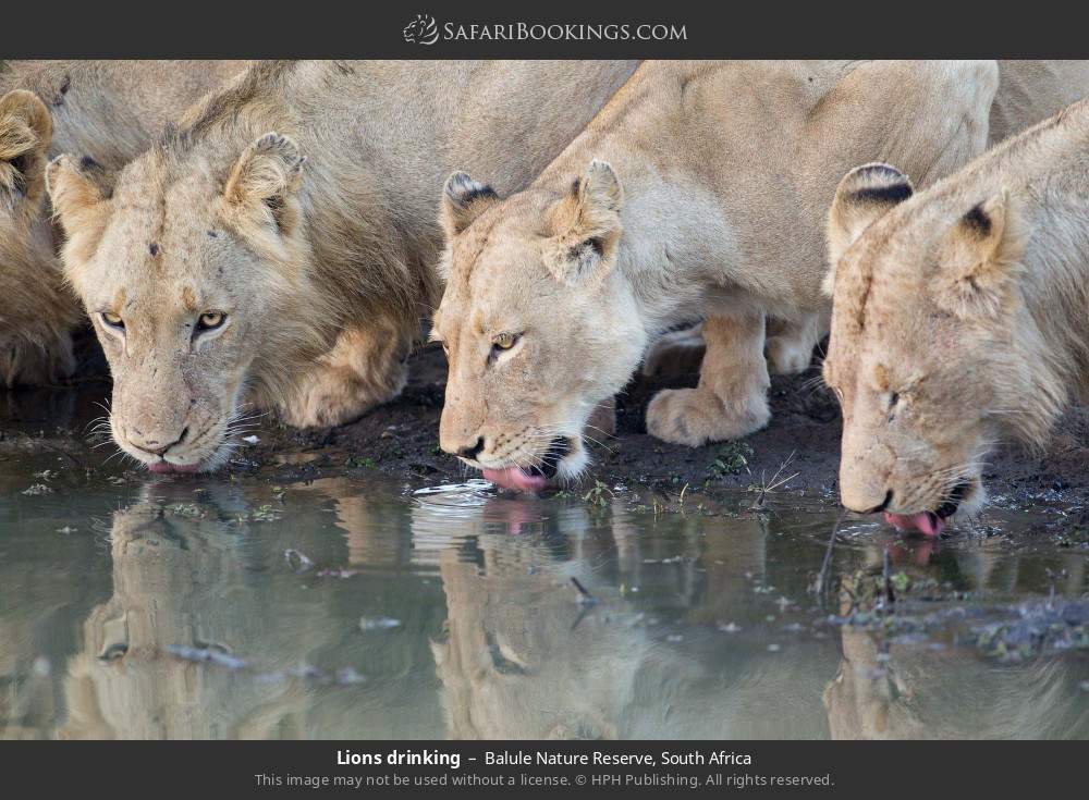 Lions drinking in Balule Nature Reserve, South Africa