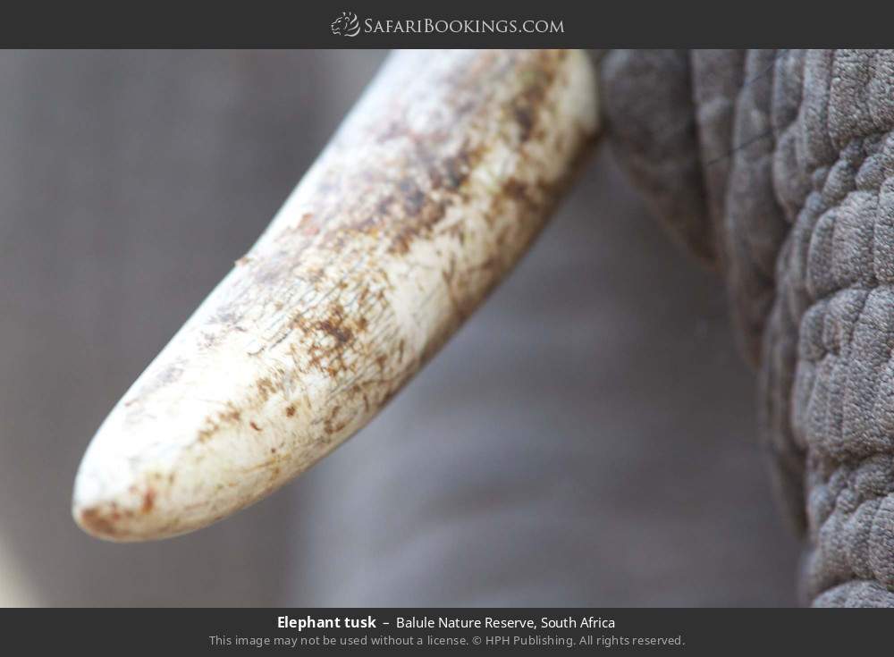 Elephant tusk in Balule Nature Reserve, South Africa