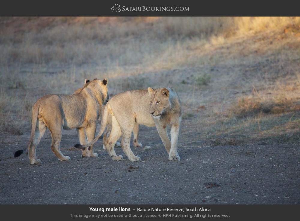 Young male lions in Balule Nature Reserve, South Africa