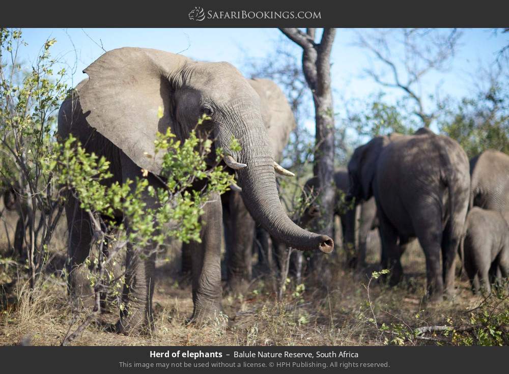 Herd of elephants in Balule Nature Reserve, South Africa